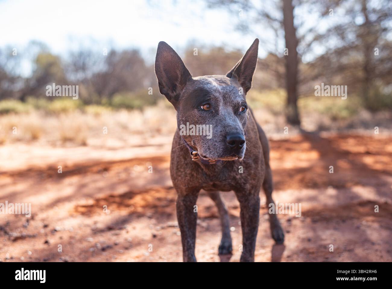ritratto di un cane heeler blu da vicino Foto Stock