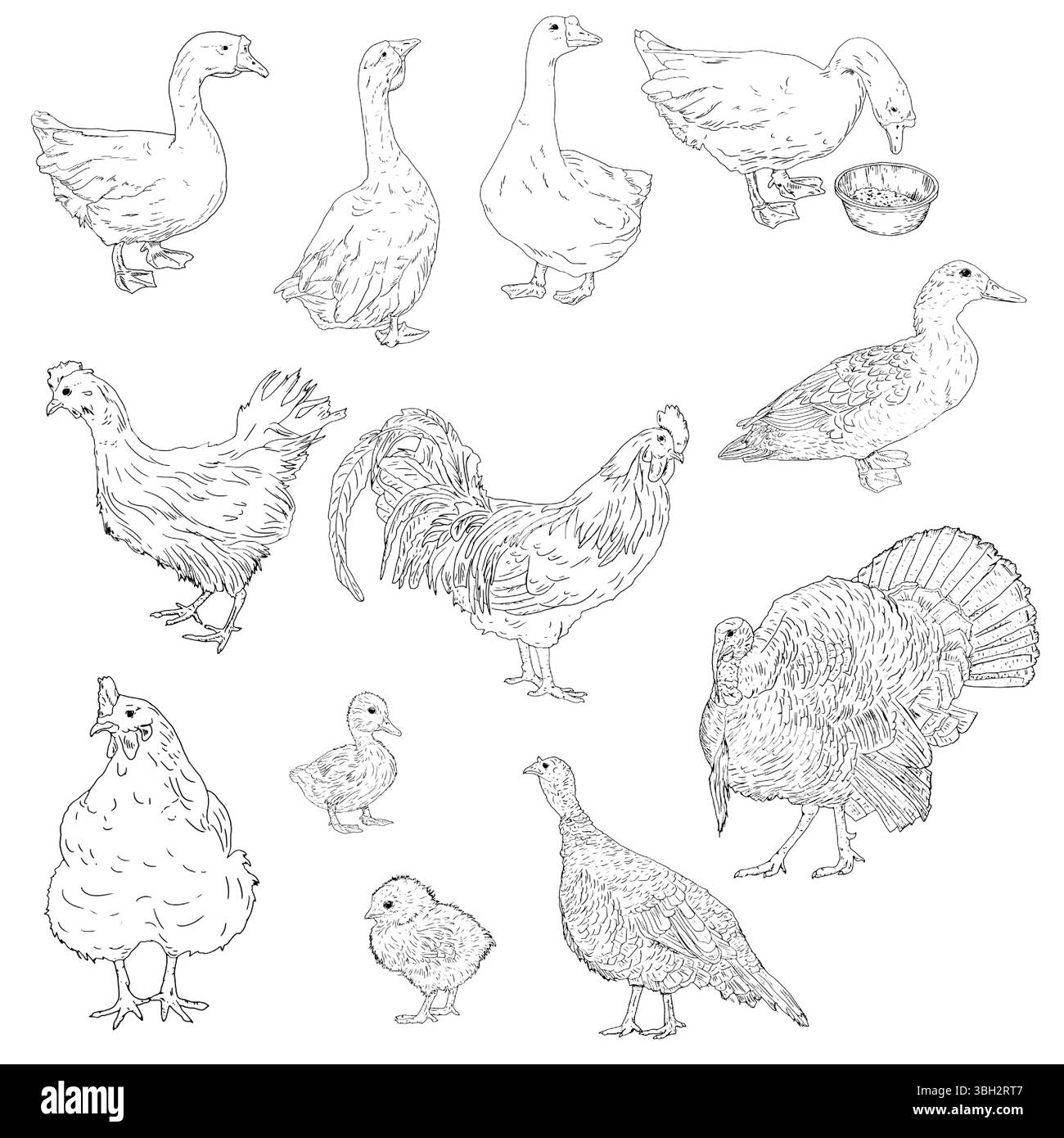 Uccelli domestici da fattoria. Set, schizzo inchiostro bianco e nero. Illustrazione vettoriale. Il set comprende un gallo, polli, anatre, tacchini, polli, turchia, goos Illustrazione Vettoriale