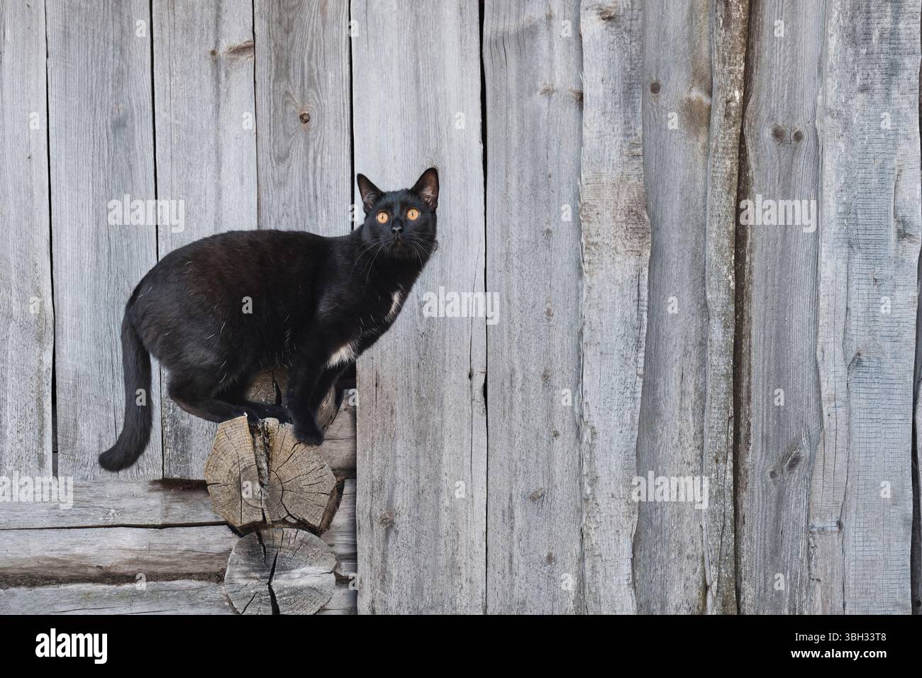Avvisa il gatto nero con occhi color ambra appollaiati sull'angolo di tronchi di una parete in legno intemprata. Scena rurale con texture rustiche e posa felina naturale. Foto Stock