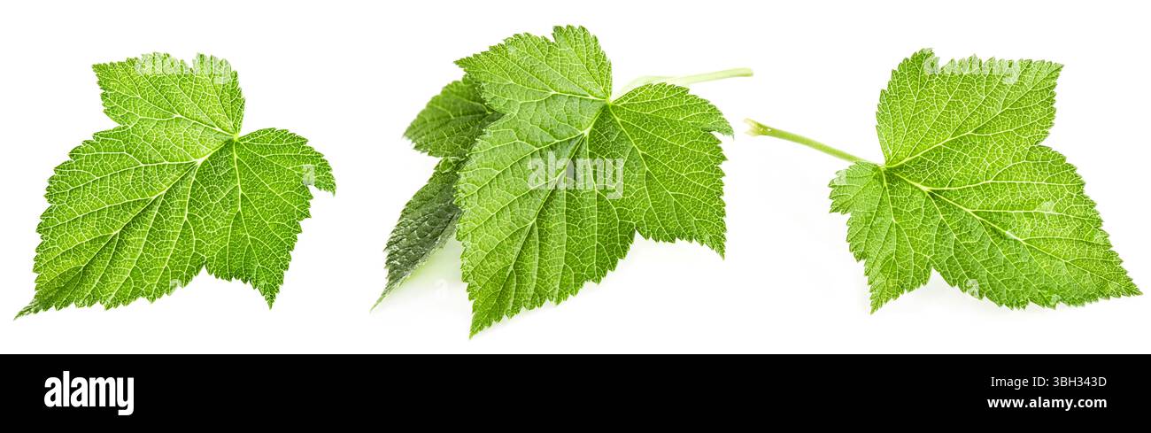 Foglia di ribes nero isolata su sfondo bianco. La foto dello studio di ribes è completamente a fuoco dopo aver impilato le immagini Foto Stock
