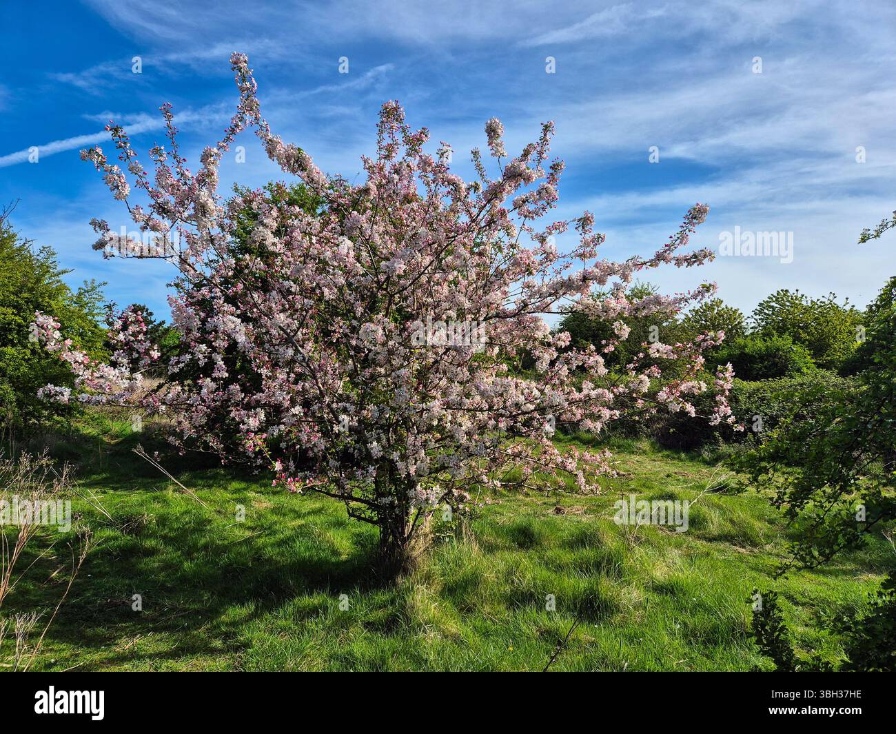 Albero in fiore primaverile in piena fioritura contro un cielo blu terso Foto Stock