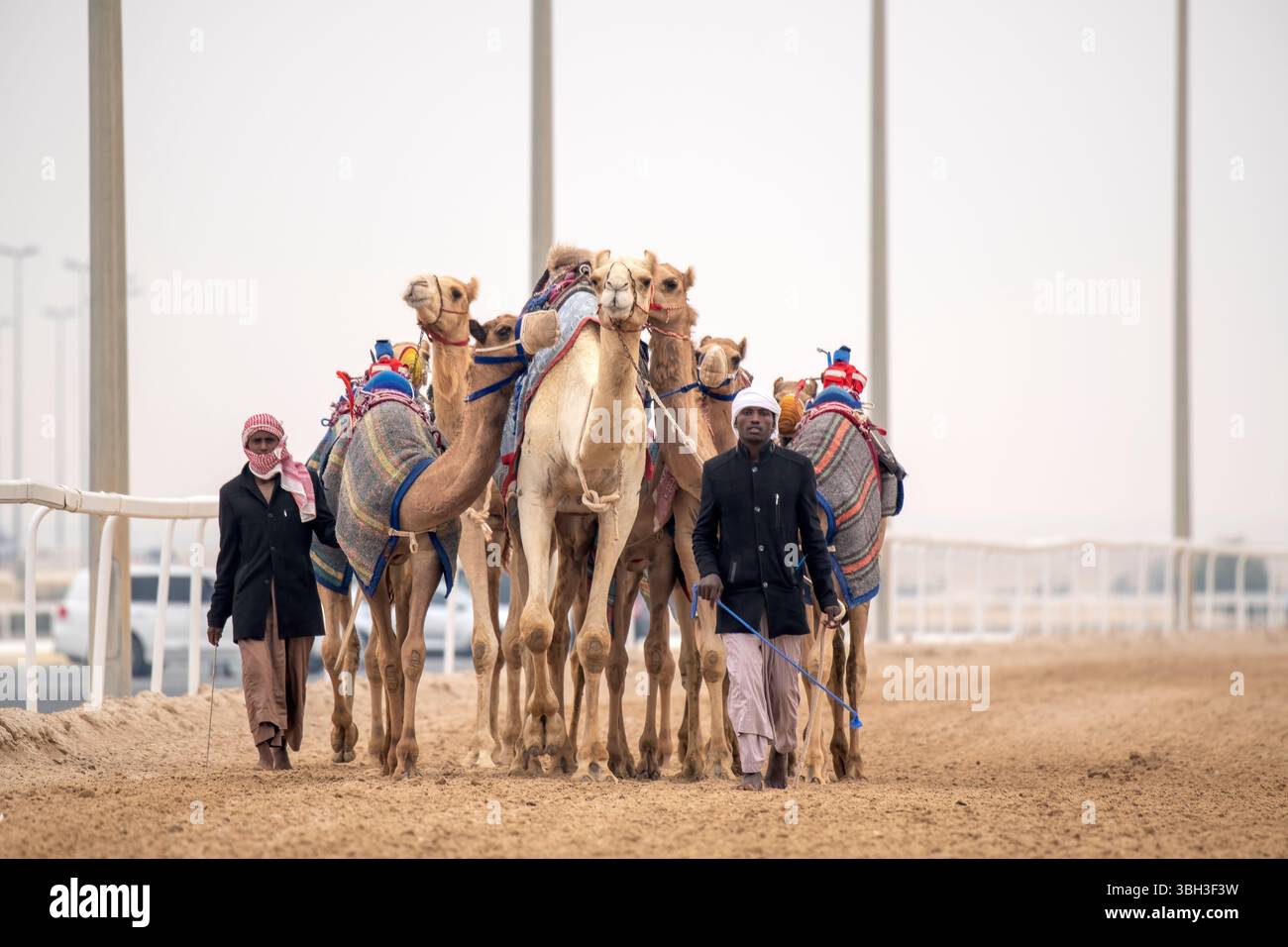 Tradizionale corsa di dromedari a cammello di Ash-Shahaniyah in Qatar con robot al posto del fantino. Foto Stock