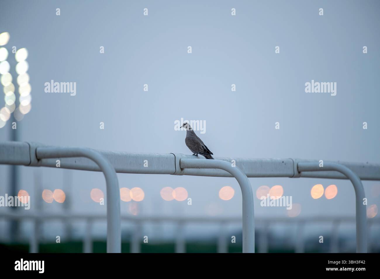 Doha, Qatar - 10 gennaio 2025: Uccello colomba maculato arroccato sul recinto del circuito di Camel Foto Stock