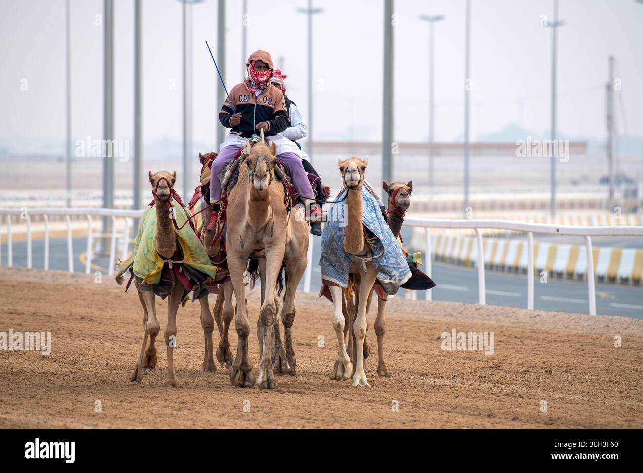 Tradizionale corsa di dromedari a cammello di Ash-Shahaniyah in Qatar con robot al posto del fantino. Foto Stock