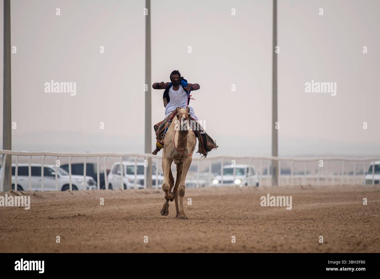 Tradizionale corsa di dromedari a cammello di Ash-Shahaniyah in Qatar con robot al posto del fantino. Foto Stock