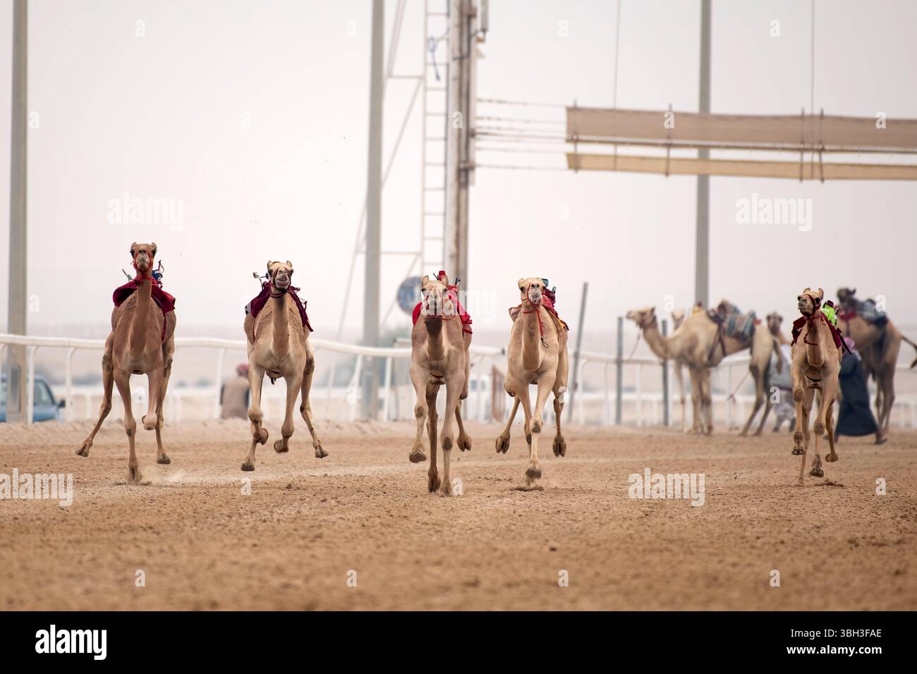 Tradizionale corsa di dromedari a cammello di Ash-Shahaniyah in Qatar con robot al posto del fantino. Foto Stock