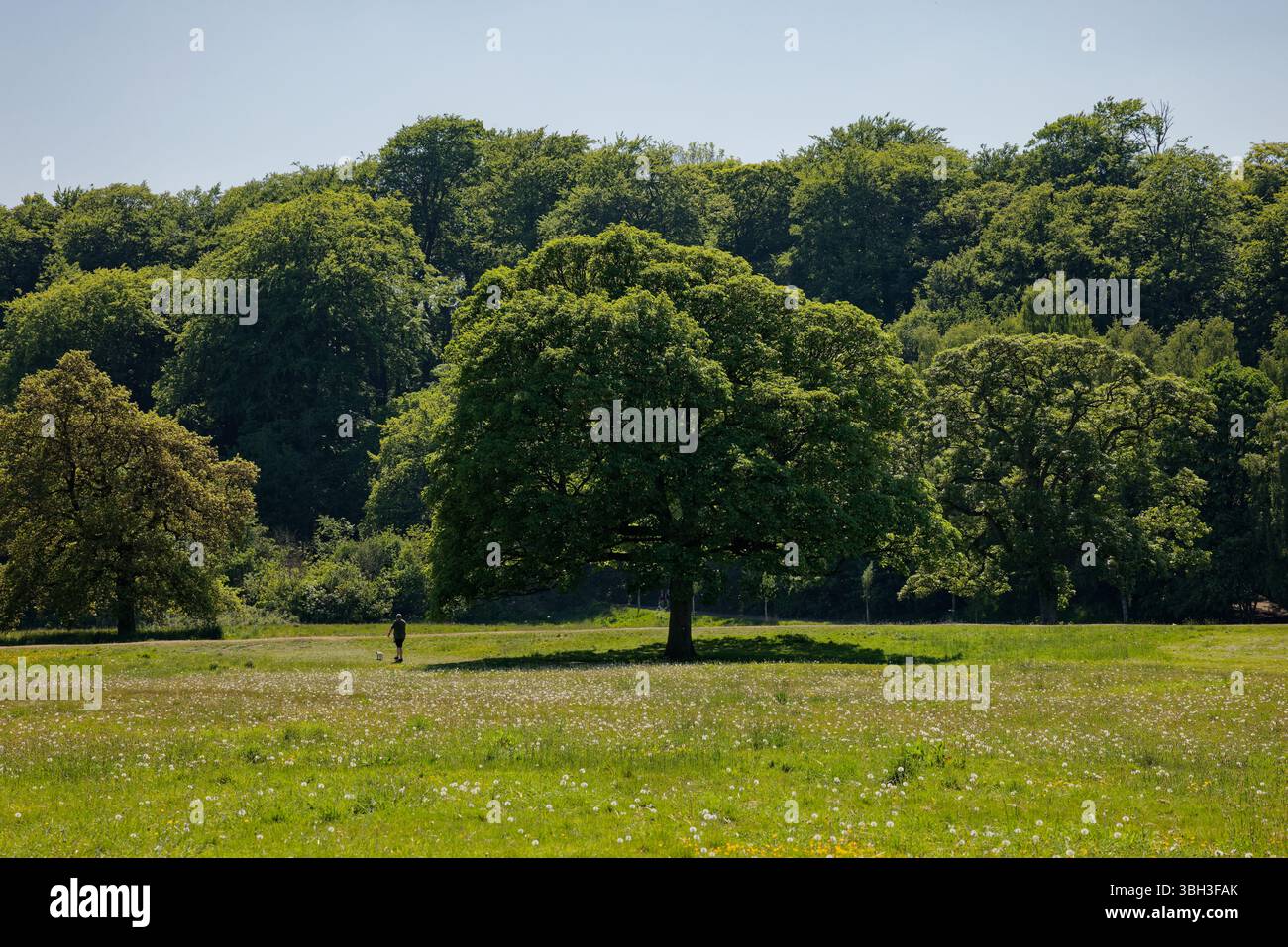 Figura solitaria di un uomo che cammina un cane attraverso una ricca prateria fiorita con uno sfondo boscoso, Marple, Stockport, Greater Manchester. Foto Stock