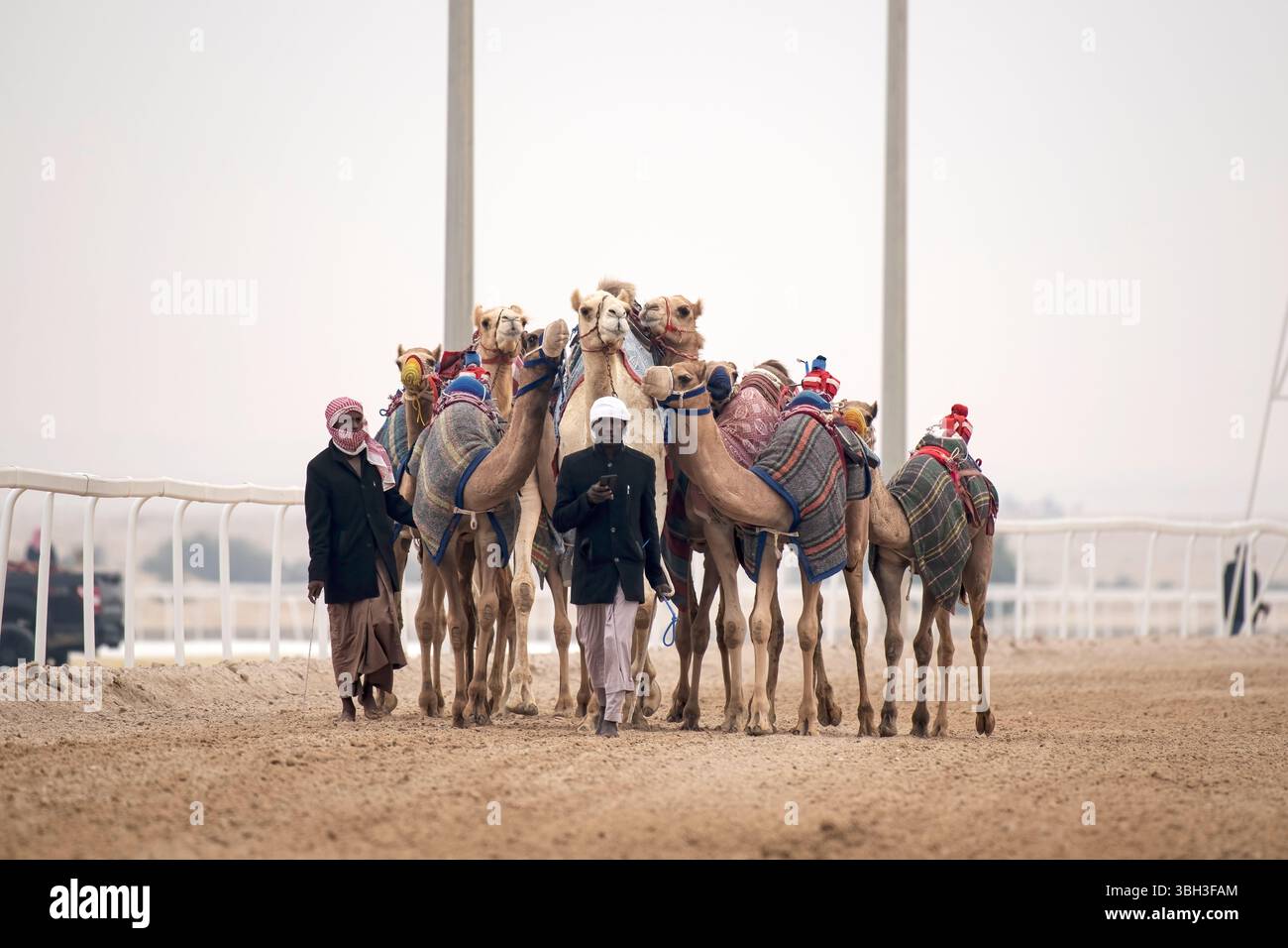 Tradizionale corsa di dromedari a cammello di Ash-Shahaniyah in Qatar con robot al posto del fantino. Foto Stock