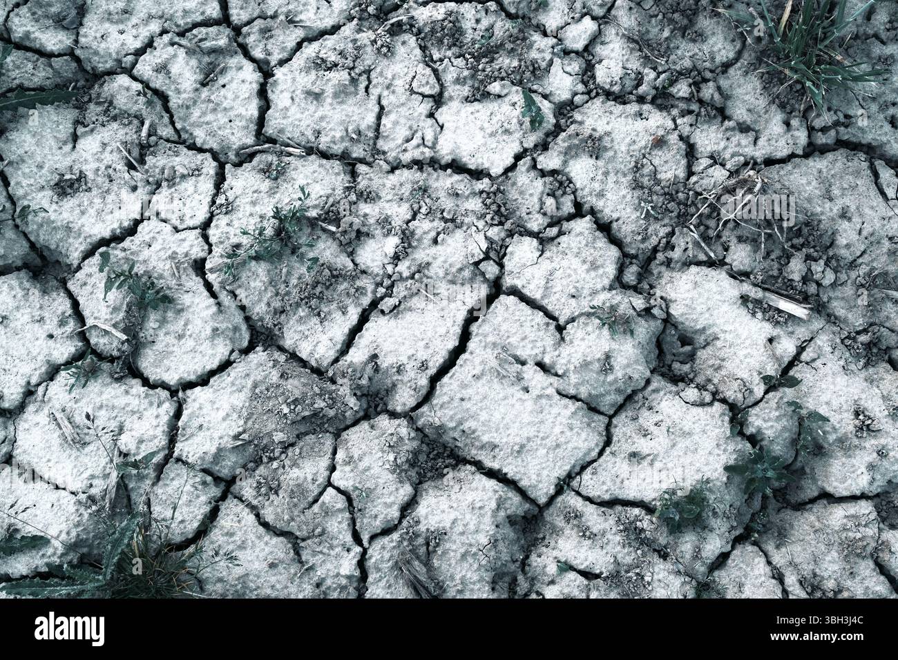 Siccità nei terreni agricoli: Terreno secco su terra assetata. Un motivo naturale di crepe in grigio ad alto contrasto su un campo asciutto Foto Stock