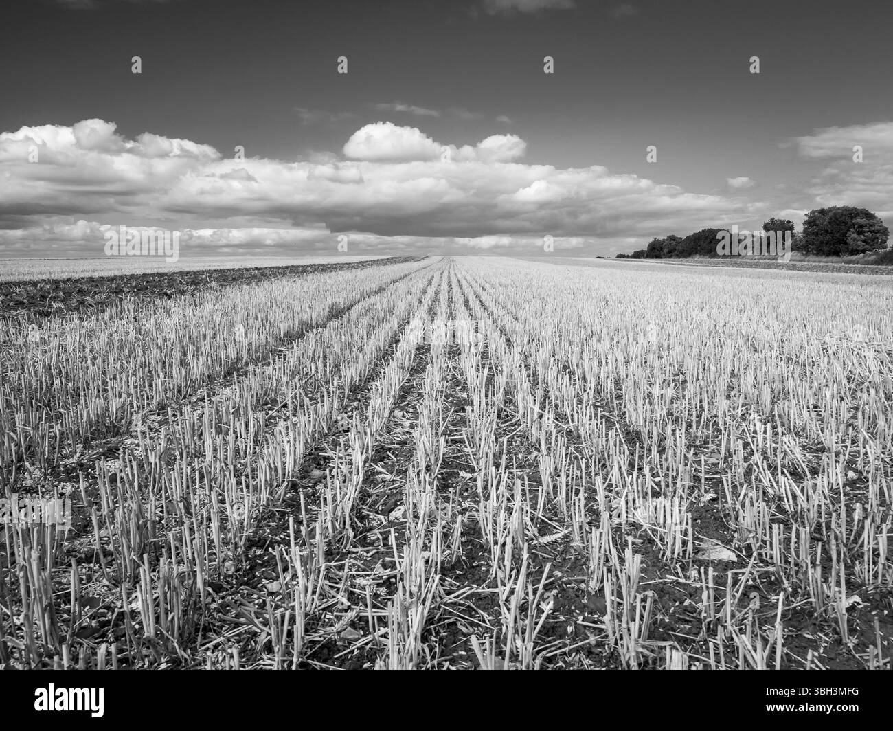 File di prodotti raccolti in un campo che si dirige verso l'orizzonte lontano con nuvole sullo sfondo (shot monocromatico) Foto Stock