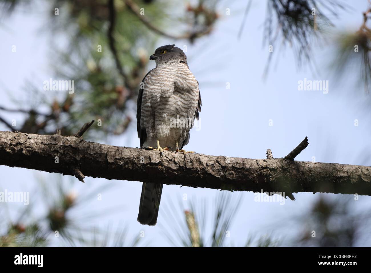 Lo sparrowhawk giapponese (Tachyspiza gularis) è un uccello preda della famiglia degli Accipitridae. Questa foto è stata scattata in Giappone. Foto Stock