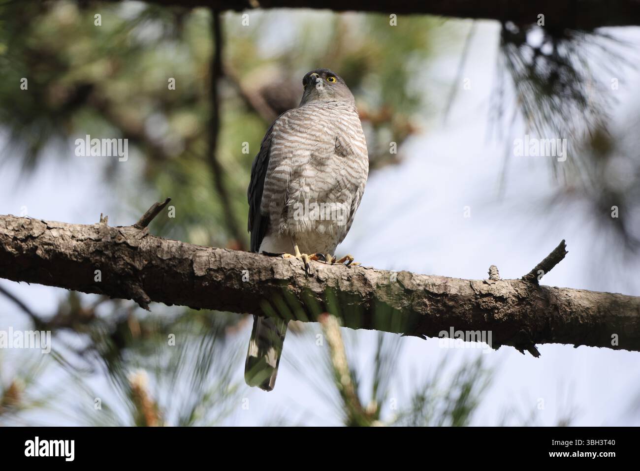 Lo sparrowhawk giapponese (Tachyspiza gularis) è un uccello preda della famiglia degli Accipitridae. Questa foto è stata scattata in Giappone. Foto Stock