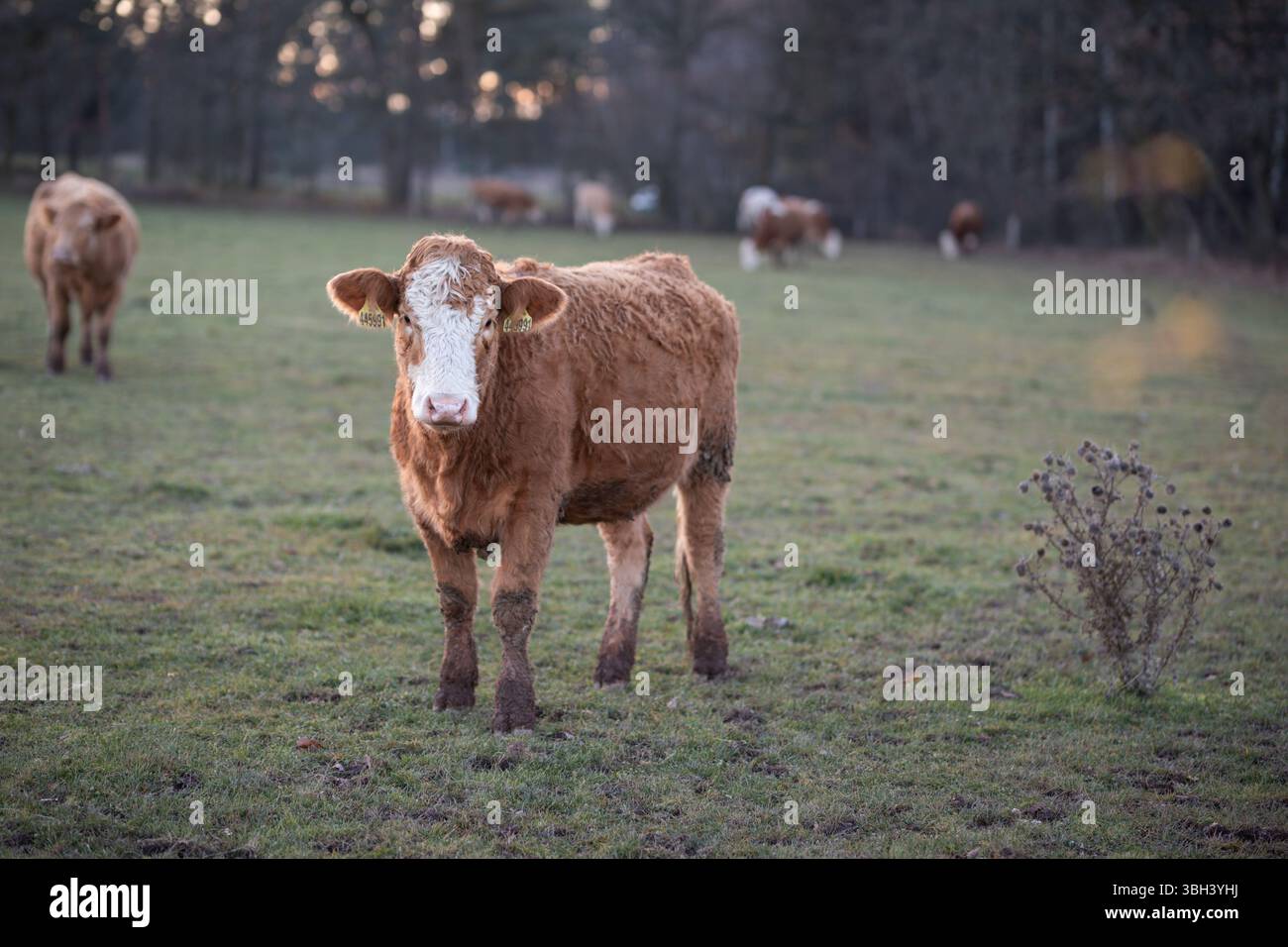 Rustica scena di fattoria invernale con una giovane mucca e altri bovini in lontananza Foto Stock