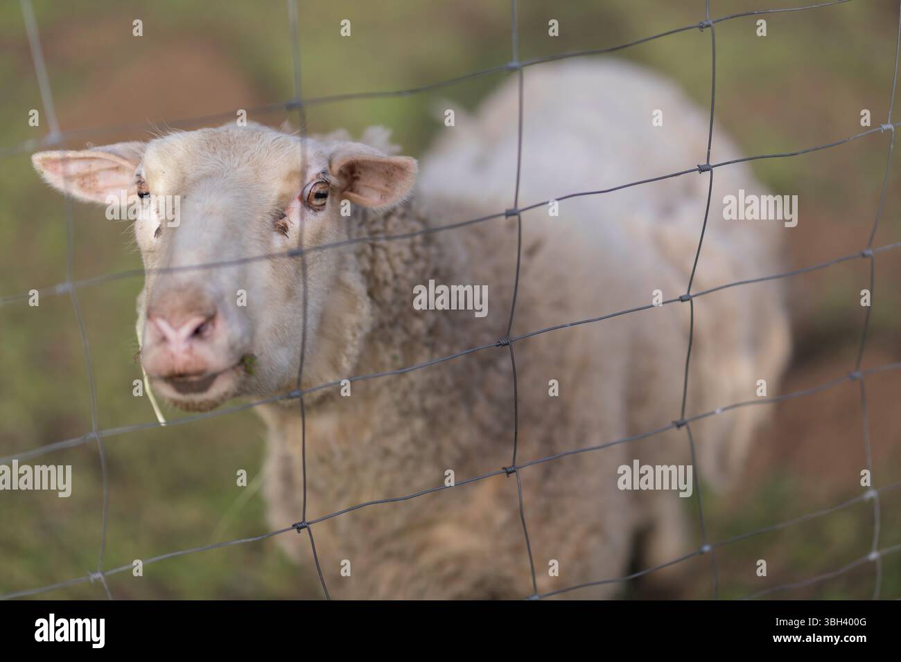 Scena di campagna rustica con pecore che pascolano in un campo recintato Foto Stock