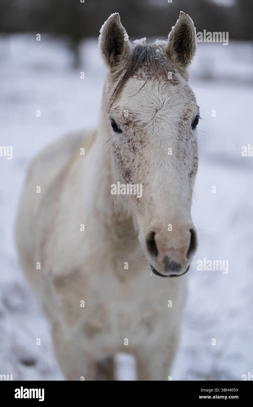 Un cavallo bianco con criniera spolverata di neve e delicate lentiggini sul suo cappotto, fotografato con una morbida luce invernale, che mette in risalto la grazia naturale Foto Stock