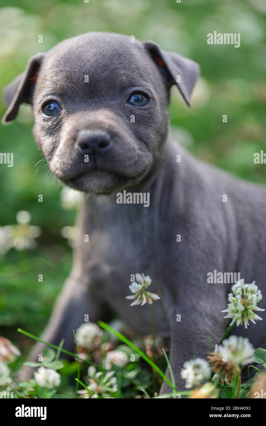 Affascinante cucciolo rivestito di grigio con occhi attenti catturati nei minimi dettagli tra i fiori del prato, evocando emozioni di fiducia, connessione e le prime fasi Foto Stock