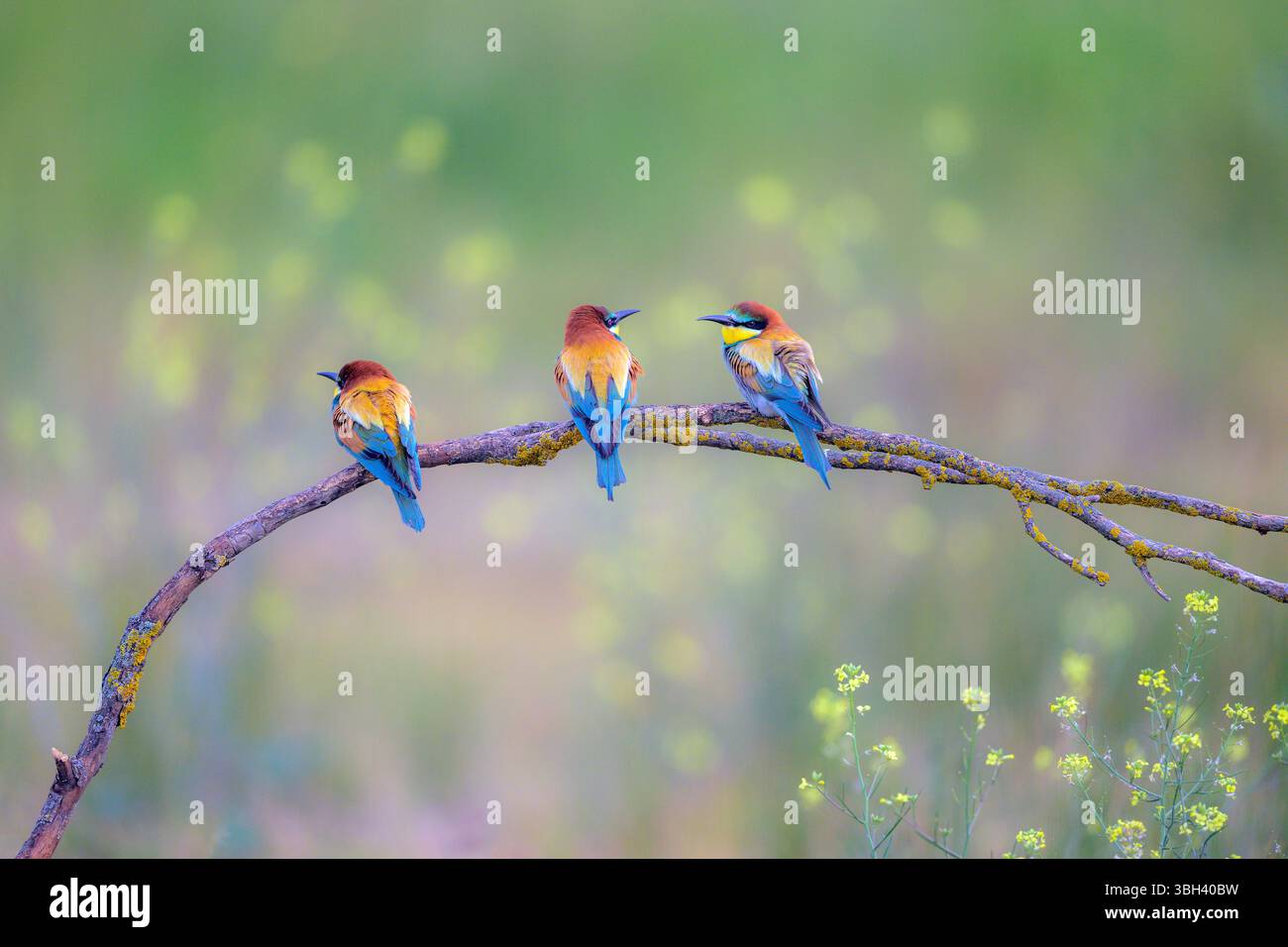Mangiatori europei di api (Merops apiaster) di Tiszaalpár, Ungheria. Foto Stock