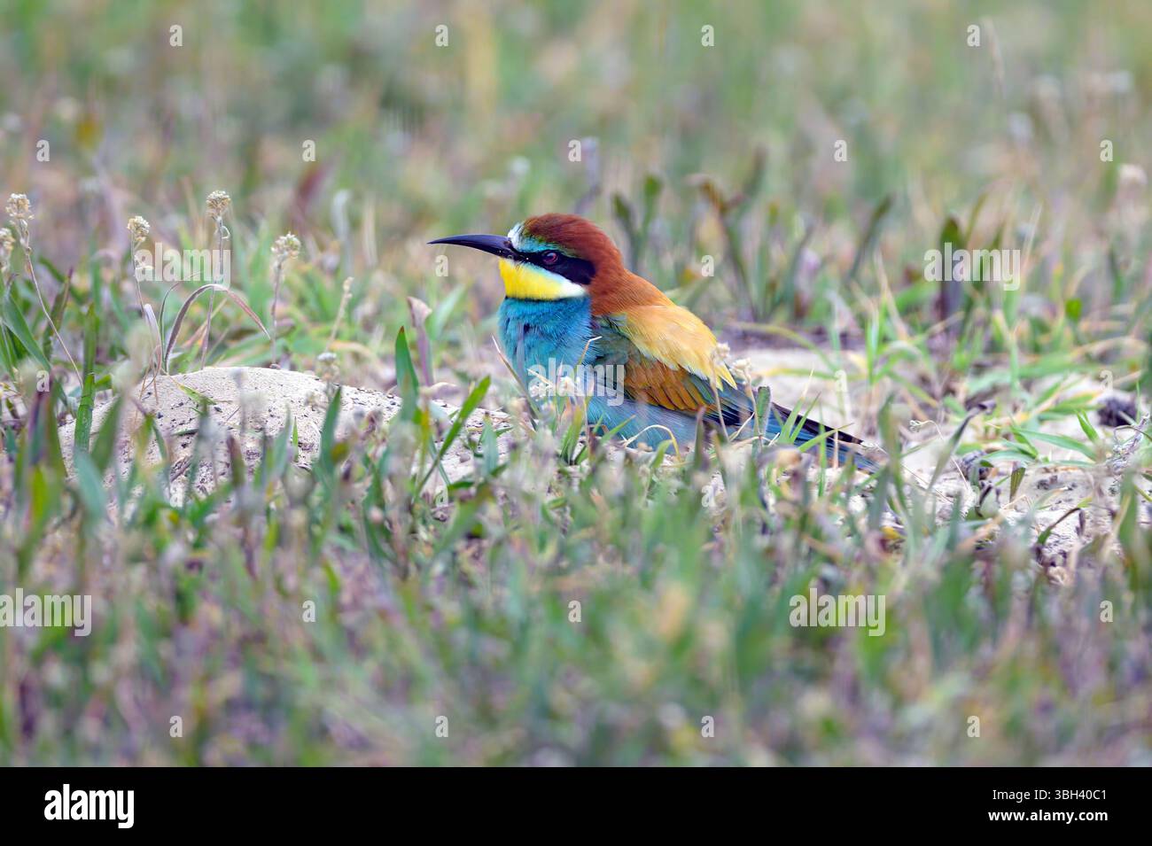 Il mangiapezzi europeo (Merops apiaster) è seduto sul suo nido nella sabbia. Foto di Tiszaalpár, Ungheria. Foto Stock