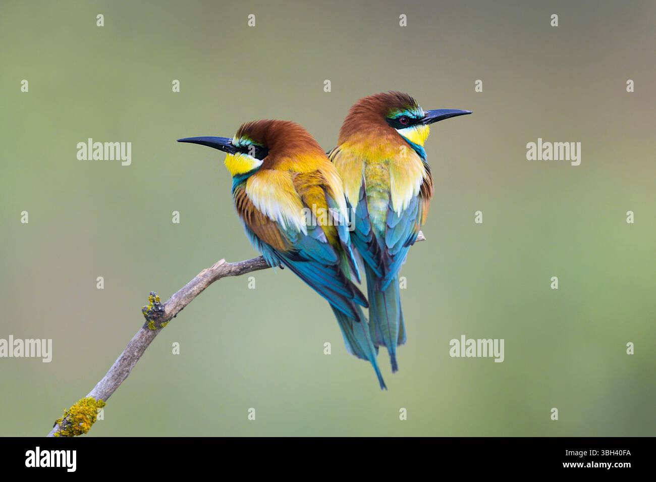 Coppia di api europee (Merops apiaster) di Tiszaalpár, Ungheria. Foto Stock Coppia di api europee (Merops apiaster) di Tiszaalpár, Ungheria. Foto Stock
