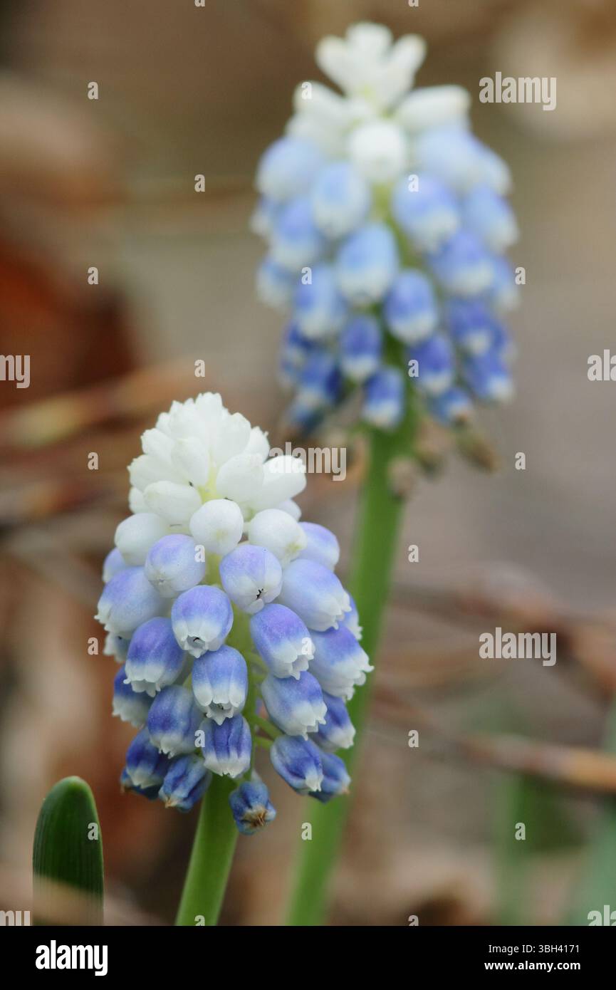 Giacinto d'uva Muscari Mountain Lady che mostra caratteristici piccoli, azzurri pallidi e bianchi fiori in aprile. REGNO UNITO Foto Stock