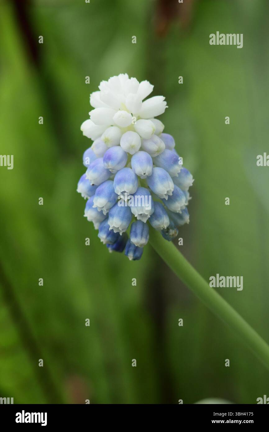 Giacinto d'uva Muscari Mountain Lady che mostra caratteristici piccoli, azzurri pallidi e bianchi fiori in aprile. REGNO UNITO Foto Stock