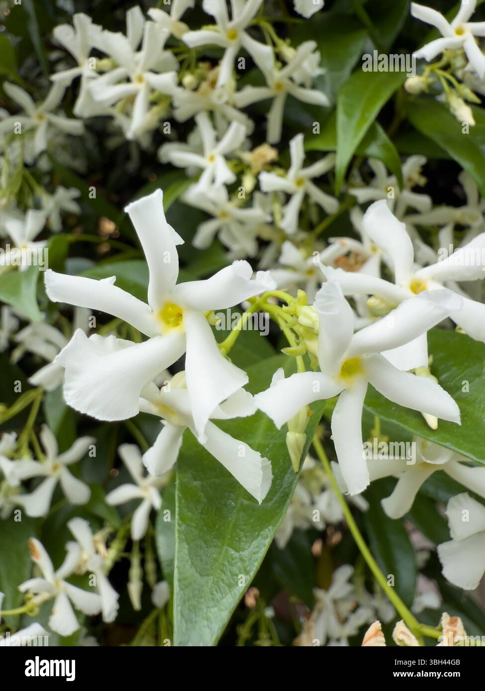 Primo piano fiori di gelsomino della stella bianca, gruppo naturale che fiorisce nel giardino verde foglia sullo sfondo della vista dall'alto - Immagine stock catturata con smartphone