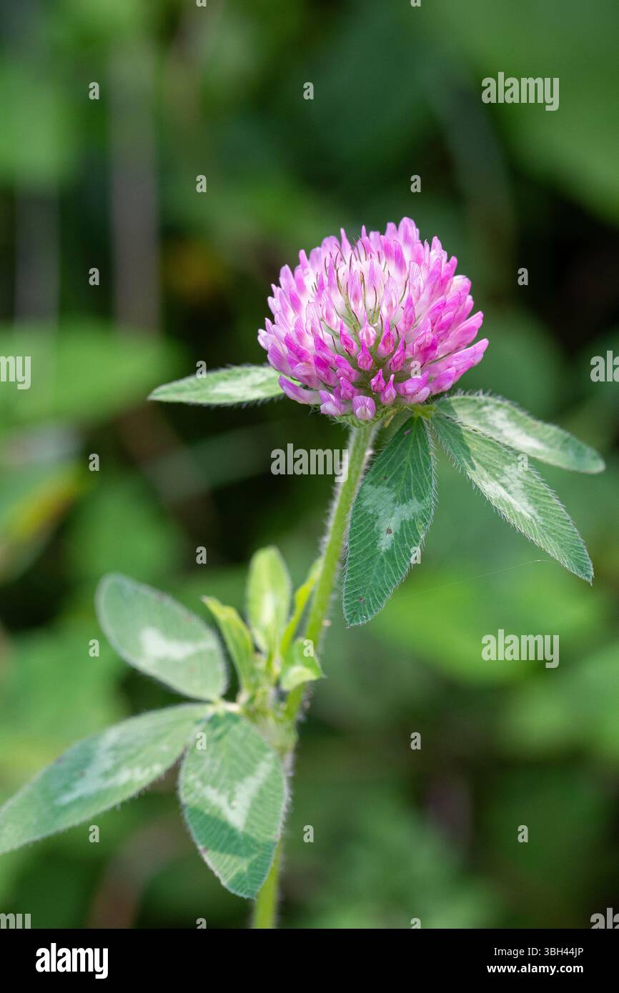 Rawdon Red Clover in fiore Foto Stock