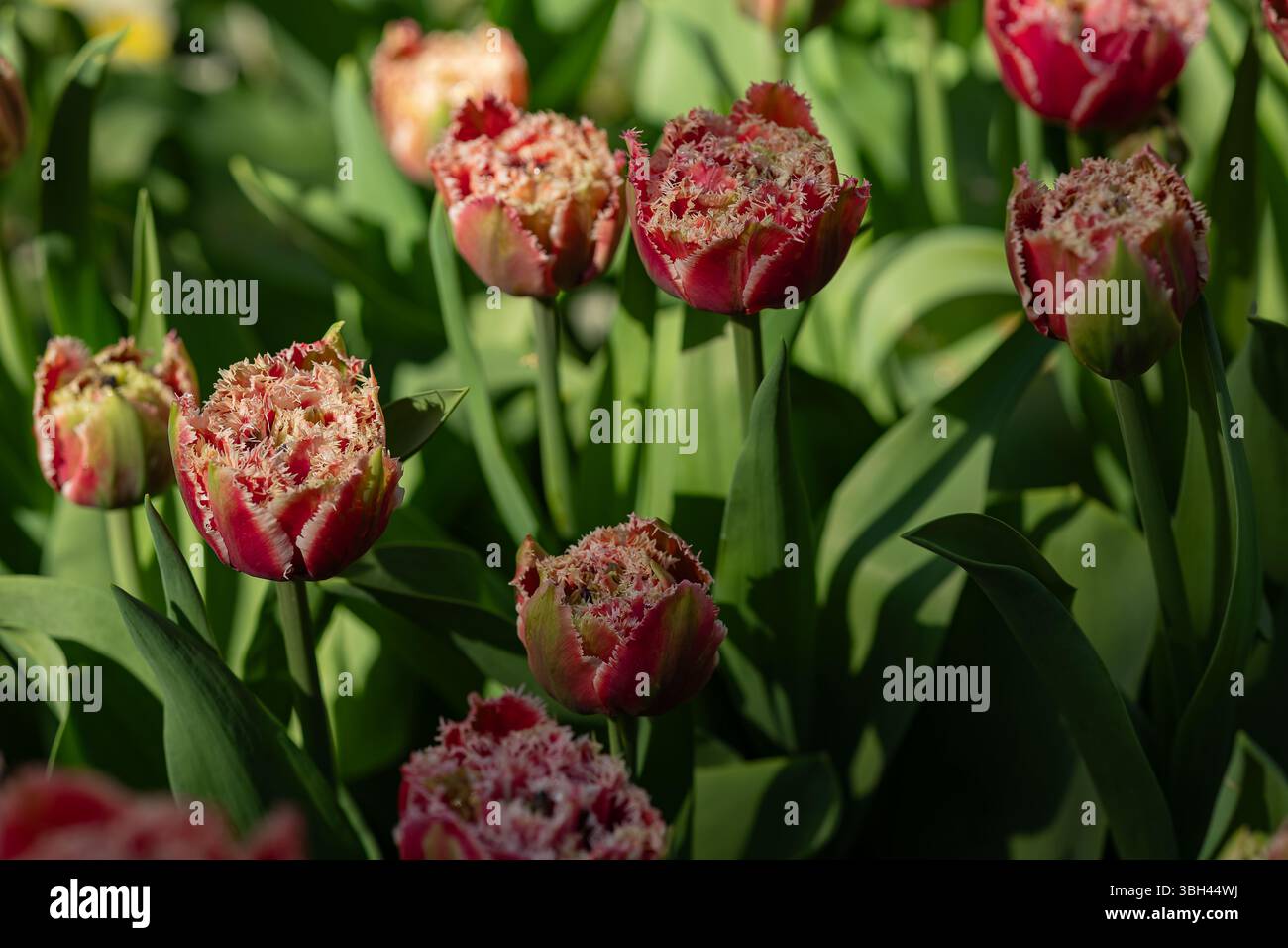Vista ravvicinata dei tulipani orlati in fiore con petali rossi e bianchi che crescono nel verde del fogliame sotto la luce del sole nel giardino botanico primaverile Foto Stock