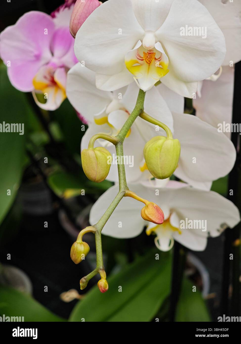 Gruppi di orchidee nelle tonalità del bianco e del viola mostrano delicate fioriture in un giardino botanico. I graziosi fiori fioriscono, mostrando il loro uniqu Foto Stock