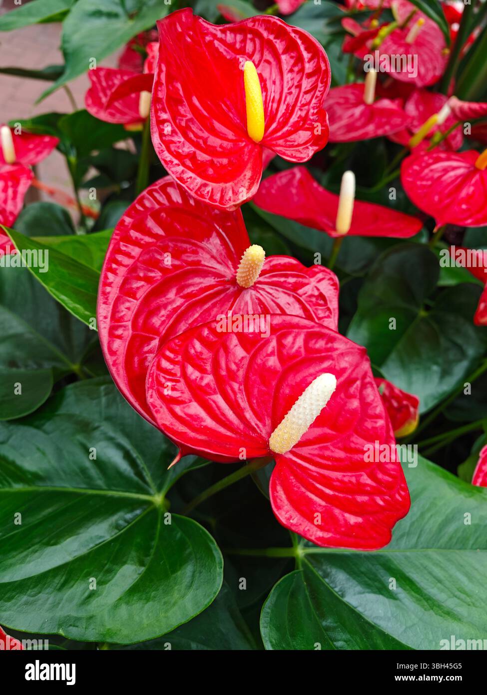 I fiori rossi di Anthurium mostrano i loro splendidi fiori circondati da ricche foglie verdi in un giardino. La luce del sole mette in risalto la loro consistenza lucida e non Foto Stock