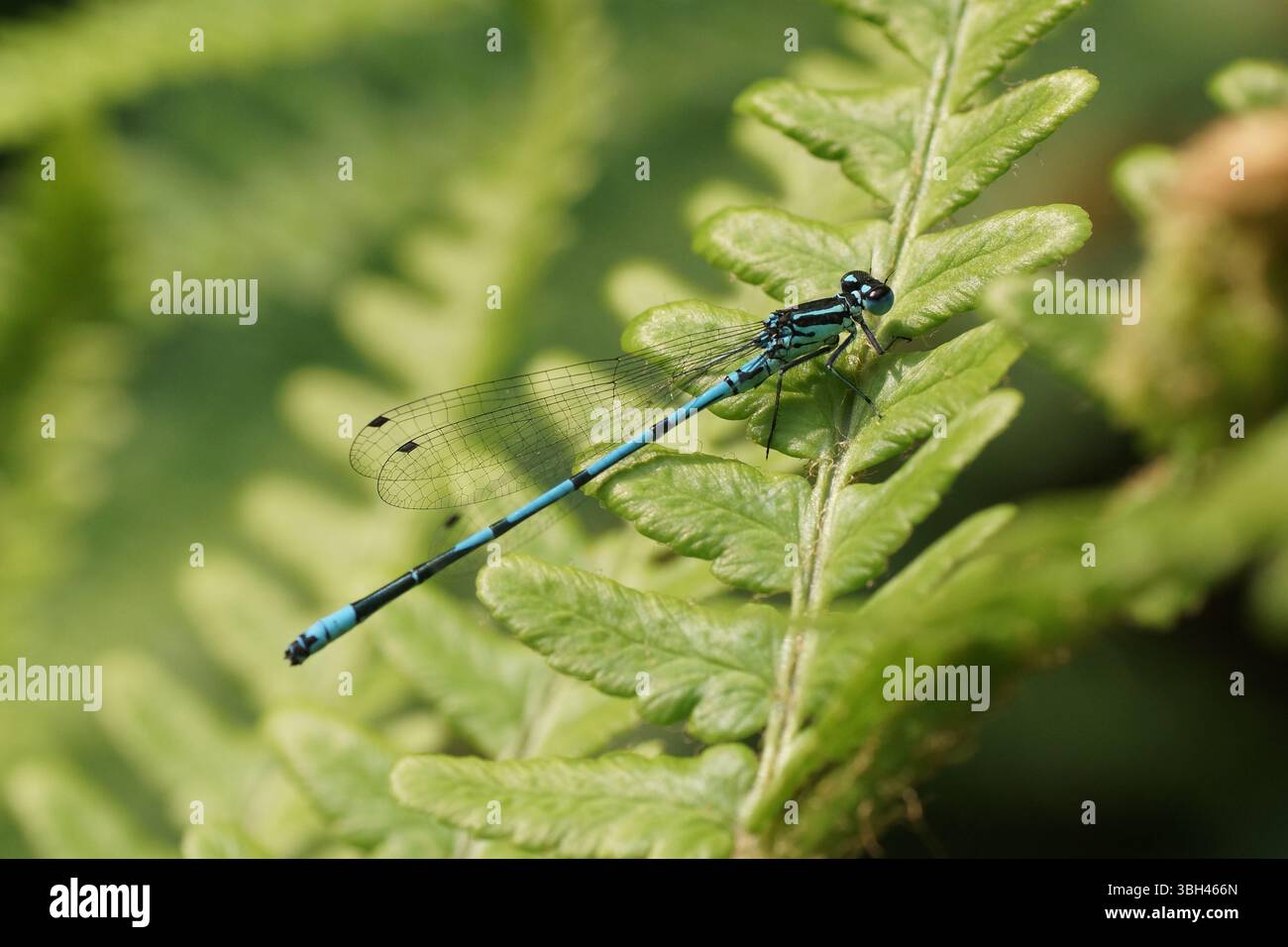Azure Damselfly (Coenagrion puella) Foto Stock