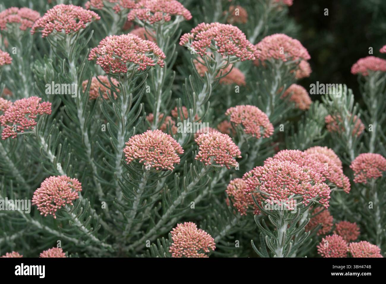 Ozothamnus rosmarinifolius 'Silver giubileo" Foto Stock