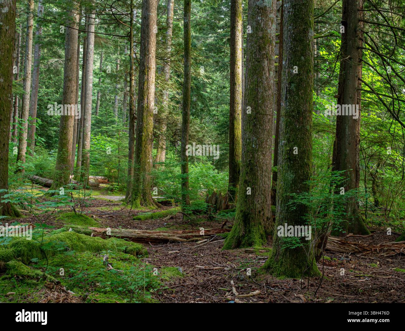 BC00835-00...COLUMBIA BRITANNICA - Campeggio Stawamus Chief nei pressi di Squamish. Foto Stock