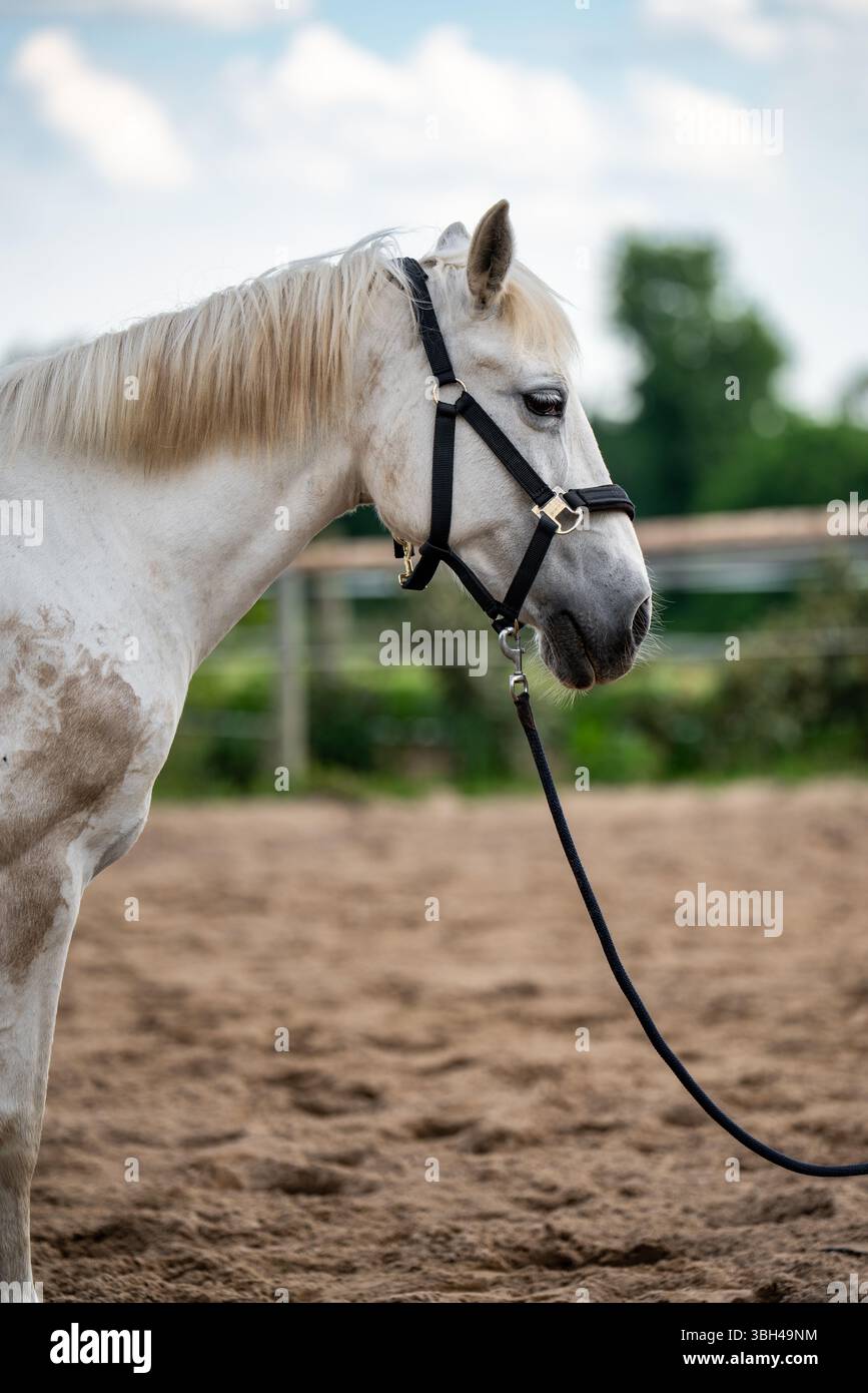 Ritratto da vicino di un grazioso cavallo bianco, catturandone la calma e il nobile comportamento. Evoca il senso di pace, forza e fascino rurale. Ideale per il conce Foto Stock