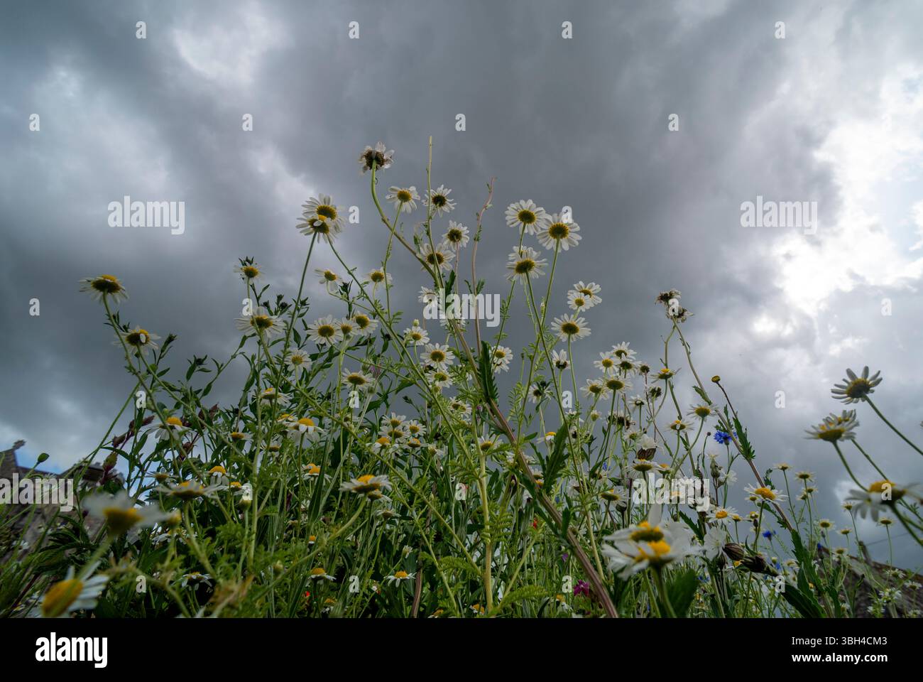 Fiori selvatici sotto le nuvole di tempesta minacciose che catturano la Serenità e il dramma della natura Foto Stock