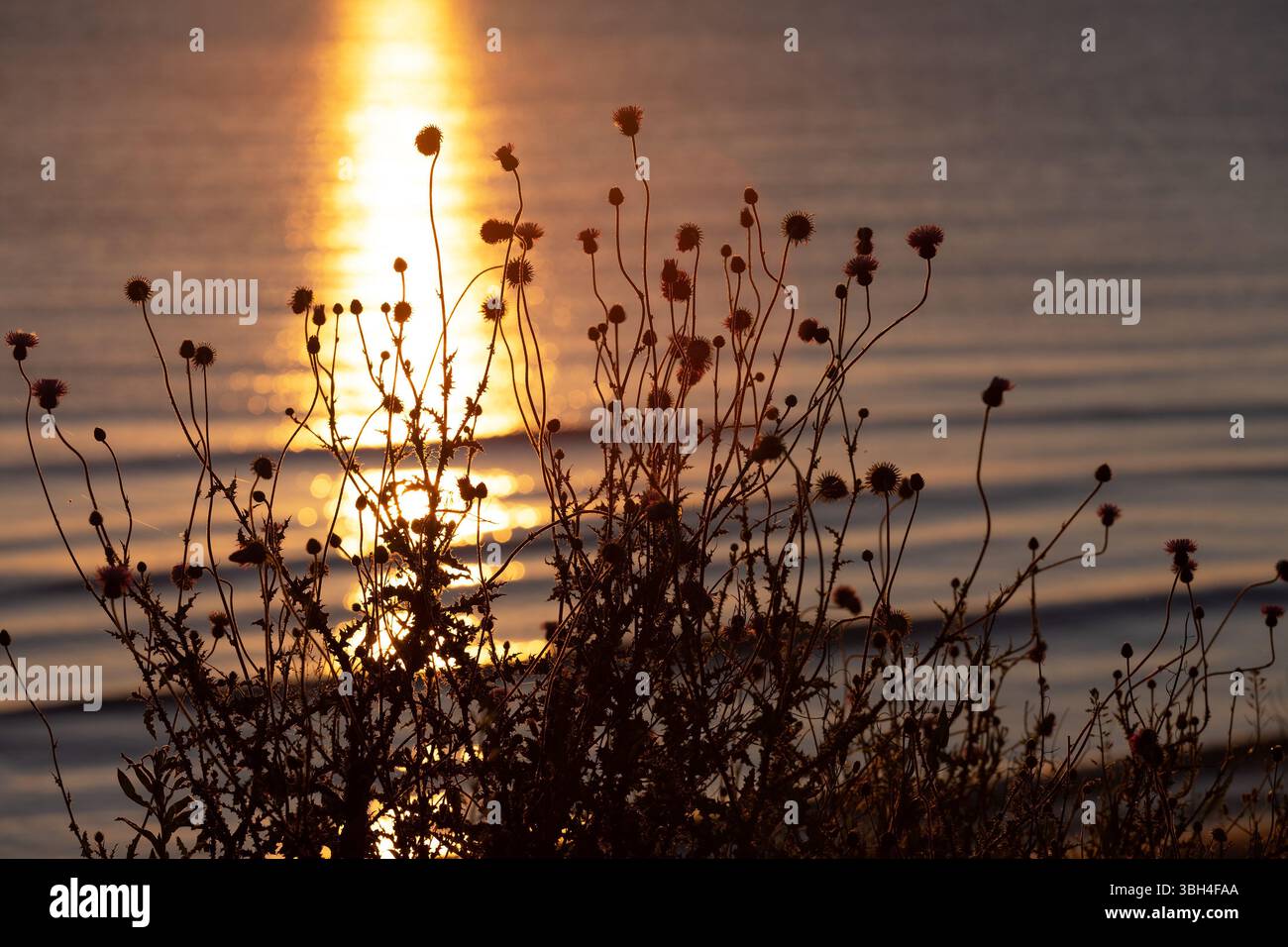 Spiaggia di spine viola all'alba. Foto Stock