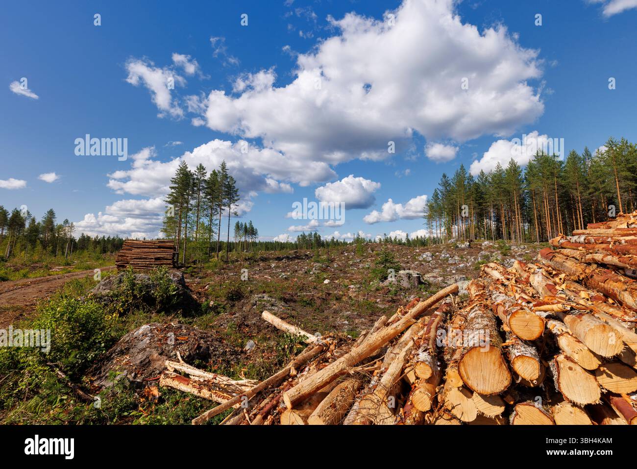 Taglia la pineta boreale (pinus sylvestris) e il pelo di pino, Finlandia Foto Stock