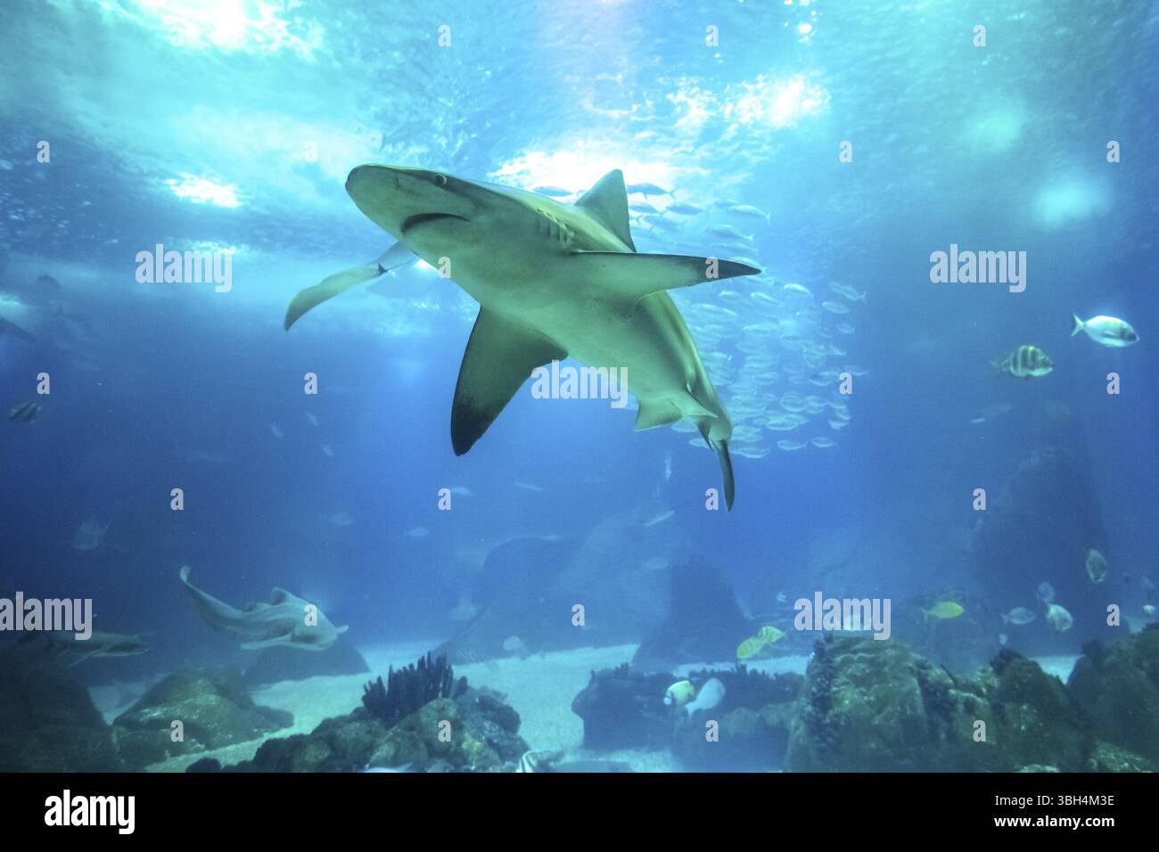 Sfondo blu sottomarino. Vista dal fondo dello squalo bianco nell'oceano profondo. Vita sottomarina Foto Stock
