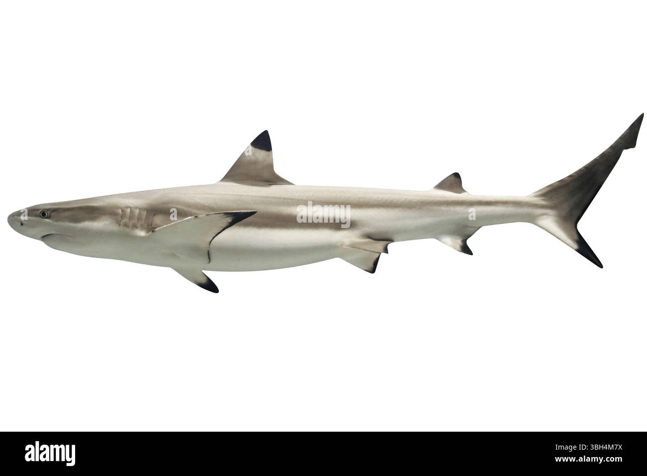 Vista laterale dello squalo pinna nera australiano, Carcharhinus tilstoni, isolato sul bianco. È una specie di squalo requiem, famiglia Carcharhinidae, endemica di Nor Foto Stock
