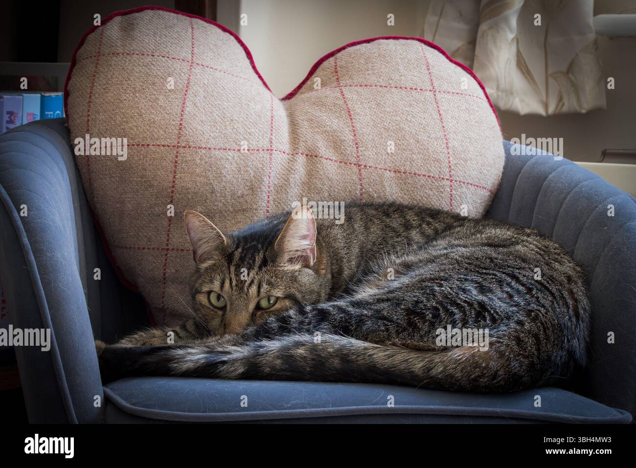 Gatto Tabby su sedia in tessuto con cuscino cardiaco Foto Stock