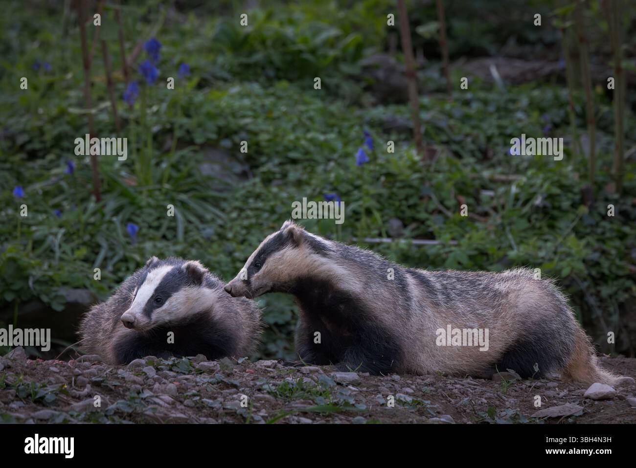 Tasso [ Meles meles ] 2 animali fuori sett in boschi in Scozia Foto Stock