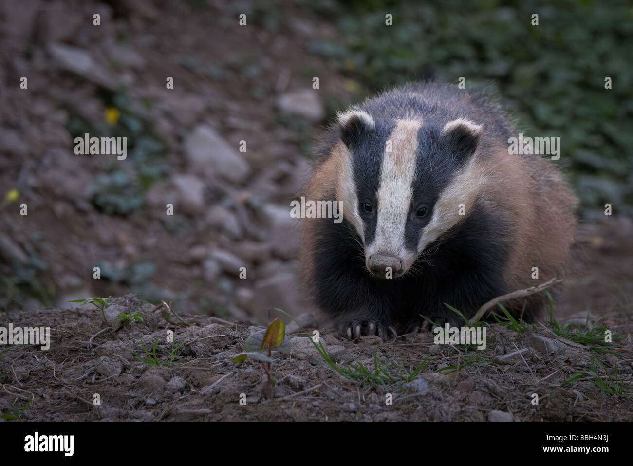 Tasso [ Meles meles ] 2 animali fuori sett in boschi in Scozia Foto Stock