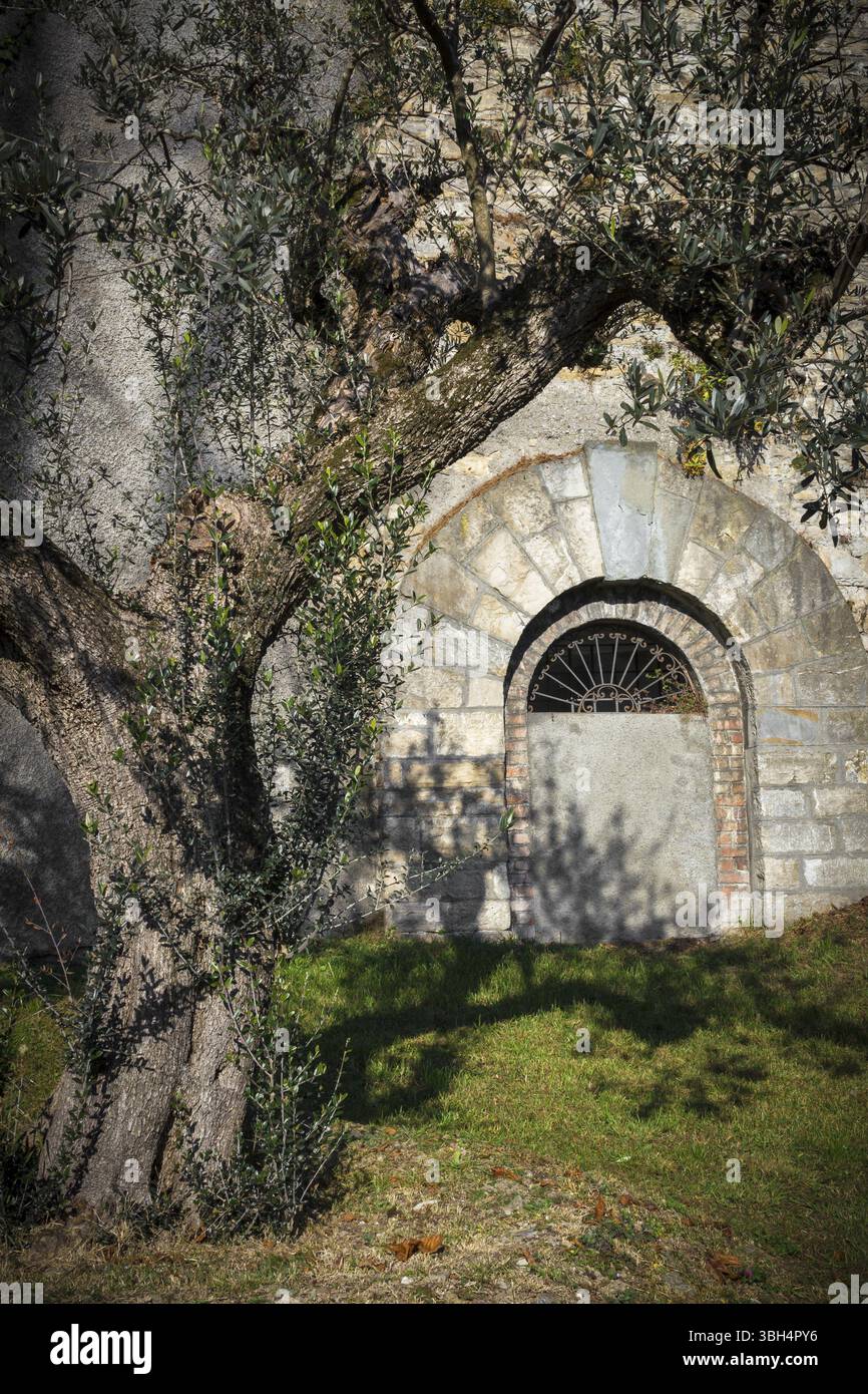 Olivo mediterraneo piantato nel giardino di un castello. Stile italiano. Luci e ombre straordinarie Foto Stock