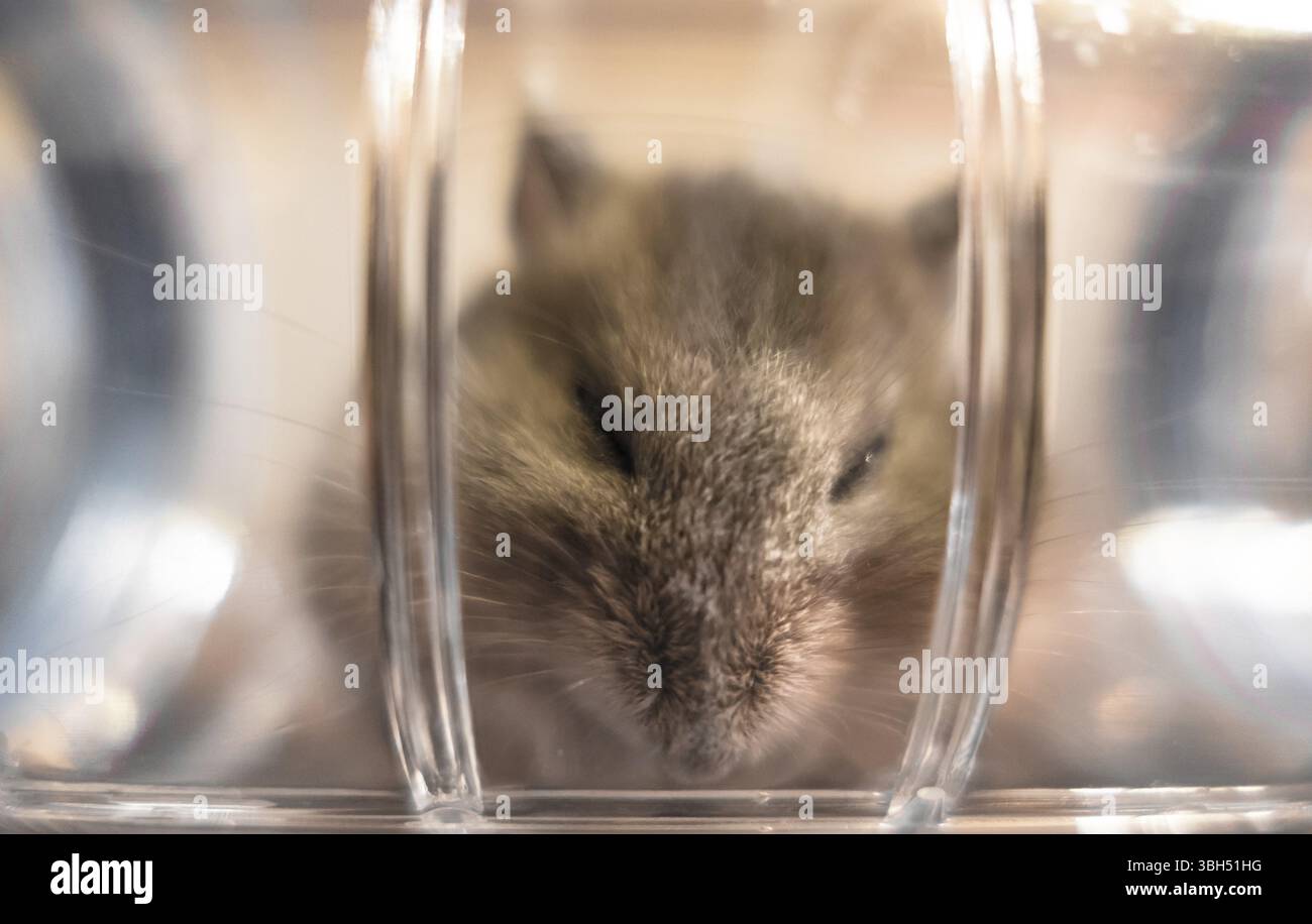 Hamster spiata da all'interno di un tubetto di plastica trasparente. Curioso il pet. Messa a fuoco selettiva Foto Stock