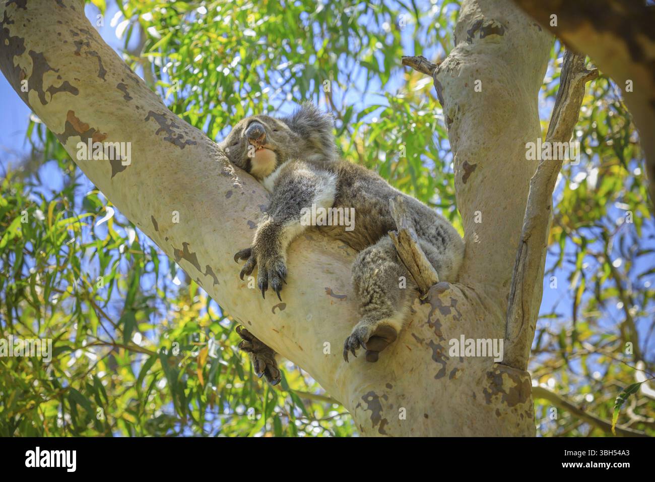 Un koala, Phascolarctos cinereus, che dorme su un albero di eucalipto nel Parco Nazionale di Yanchep, Australia Occidentale. Wild Koala all'aperto nella natura selvaggia, Y Foto Stock