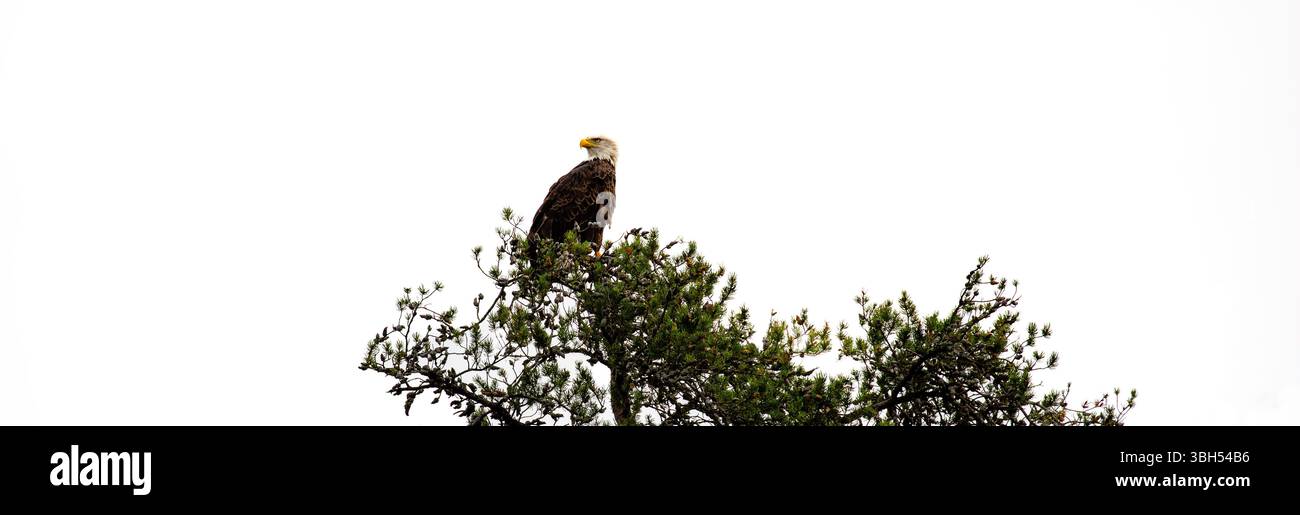 Aquila calva (Haliaeetus leuocephalus) arroccata in un albero di pino con spazio di copia, panorama Foto Stock