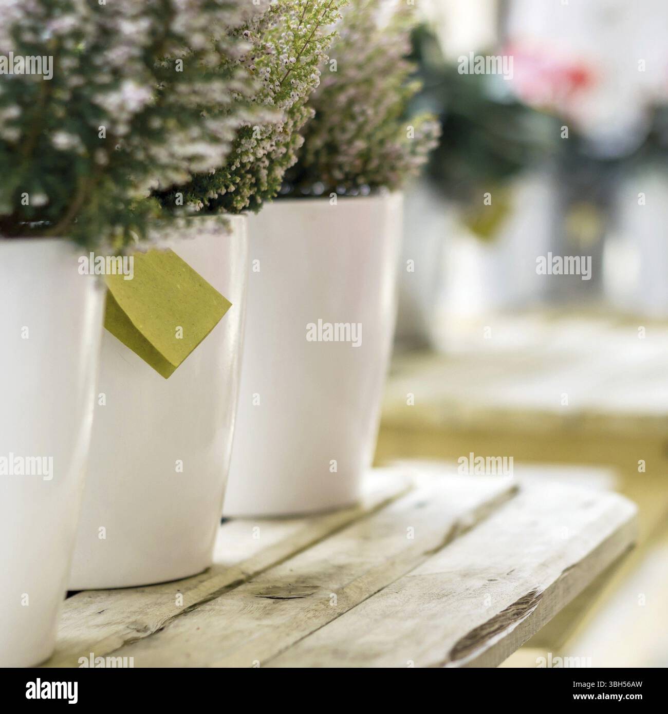 Pentole con piallino di erica nel negozio di fiori con etichette vuote. Concetto di giardinaggio e piantagione. DOF poco profondo Foto Stock