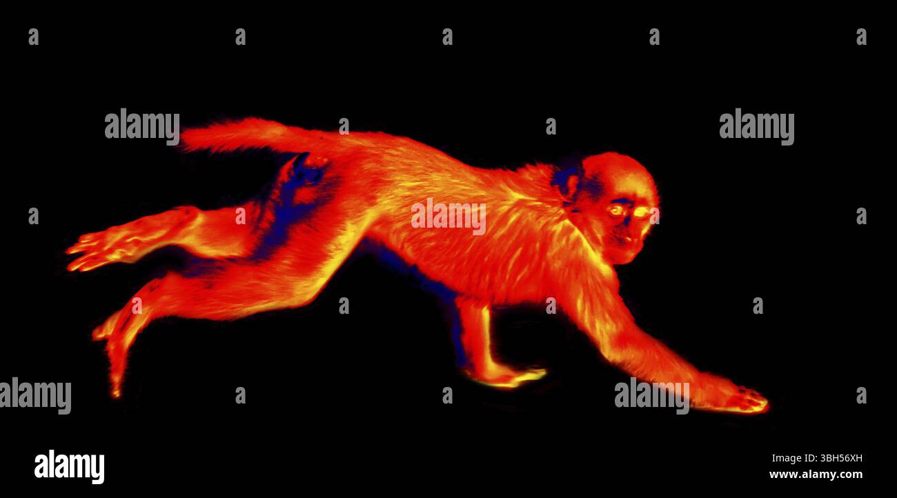 Scimmie rhesus su sfondo nero. Tiro a dormire nella grotta dei pipistrelli. Scansione della temperatura corporea dell'animale con una termocamera Foto Stock