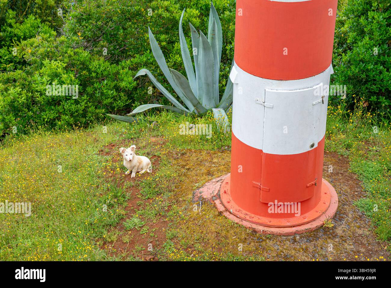 Cane carino abbandonato. Grazioso cane abbandonato vicino al faro costiero nella baia di São Lourenceo, isola Azzorre di Santa Maria, Portogallo Foto Stock