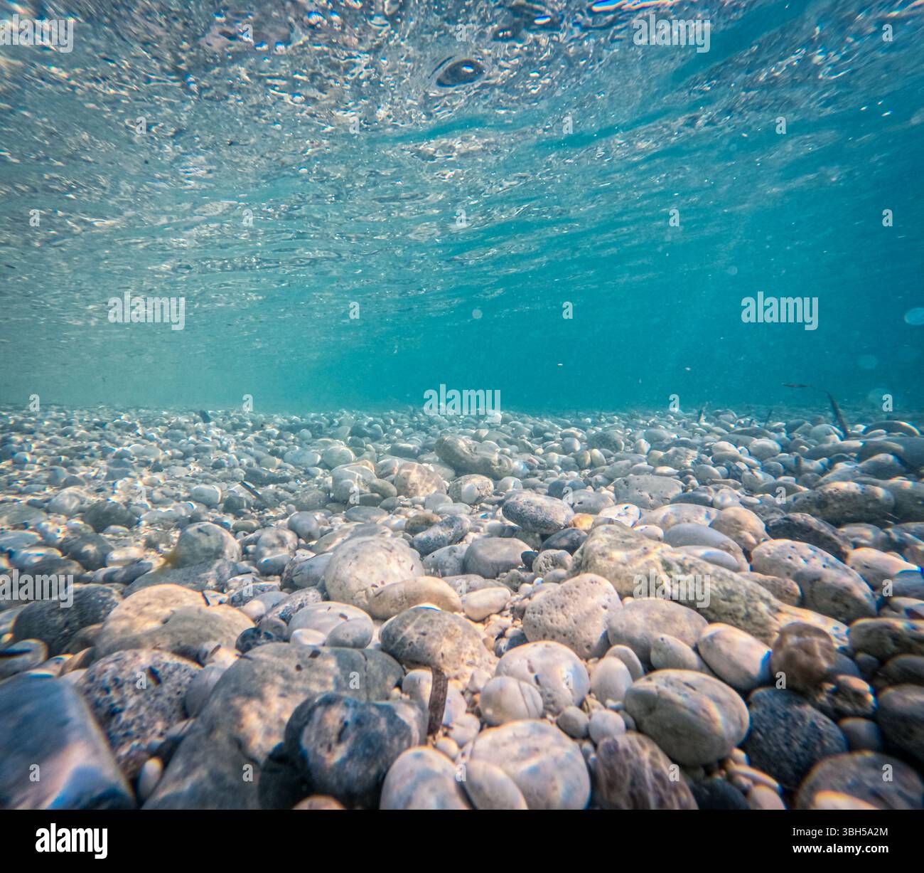 Sott'acqua di un tranquillo letto roccioso sotto acque cristalline, una tranquilla vista acquatica. Foto Stock